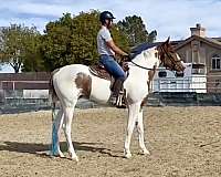 dressage-irish-draught-horse