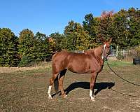 chestnut-athletic-horse