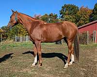 chestnut-beginner-horse