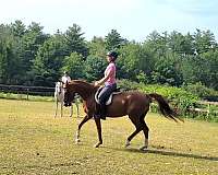 chestnut-eventing-horse