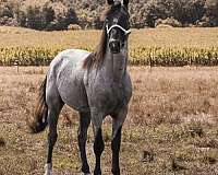 started-under-saddle-walkaloosa-horse