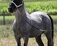 stallion-walkaloosa-horse