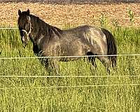 cross-walkaloosa-horse