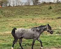 blue-roan-roan-walkaloosa-stallion