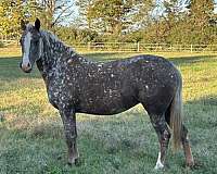 blue-roan-roan-walkaloosa-for-sale