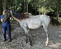 blue-roan-roan-walkaloosa