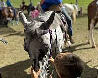 barrel-trail-riding-horse