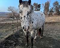 barrel-trail-riding-filly