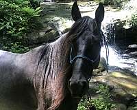 blue-roan-rocky-mountain-mare