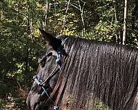 blue-roan-rocky-mountain-mare