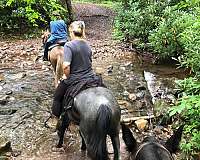 blue-roan-rmha-horse