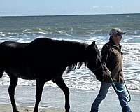 blue-roan-mare-for-sale