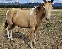 champagne-filly-mare-for-sale