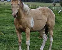 amber-champagne-filly