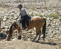 competitive-trail-pinto-horse