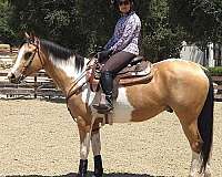 pinto-buckskin-white-tobiano-horse