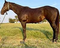 aqha-quarter-horse