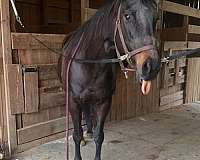 granite-lake-quarter-horse