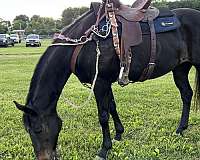 granite-lake-horse