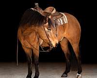 beautiful-buckskin-draft-horse