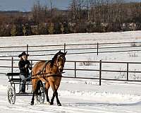 bow-draft-horse