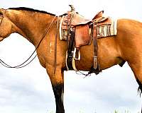 buckskin-gelding-draft-horse