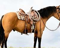 bow-draft-horse