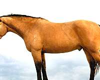 bridleless-draft-horse