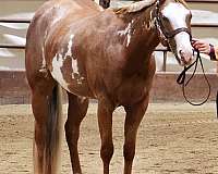 paint-horse-for-sale