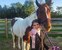 dressage-pinto-pony