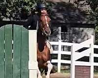 dressage-pony