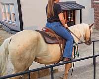 quarter-horse-for-sale