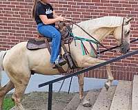 halter-palomino-horse