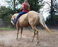 halter-gelding