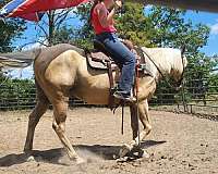 palomino-halter-horse