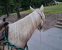 halter-horse