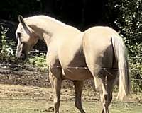 palomino-for-sale