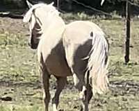 palomino-horse