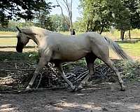 palomino-gelding-for-sale