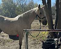 palomino-horse