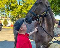 guest-horse-tennessee-walking