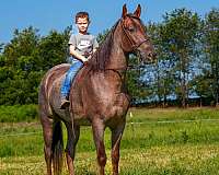 preference-tennessee-walking-horse