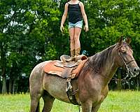 shoot-from-tennessee-walking-horse