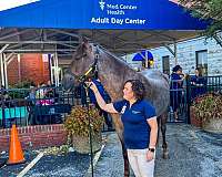 very-forgiving-tennessee-walking-horse