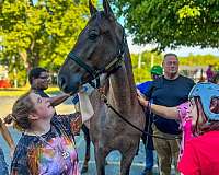 t-tennessee-walking-horse