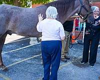 service-gelding