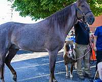 shoot-from-gelding