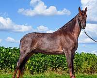 adults-tennessee-walking-horse