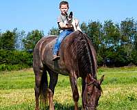 all-tennessee-walking-horse