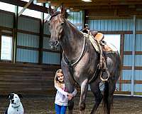 all-ages-tennessee-walking-horse